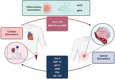 Bidirectional Relationship Between Cancer and Heart Failure: Insights on Circulating Biomarkers